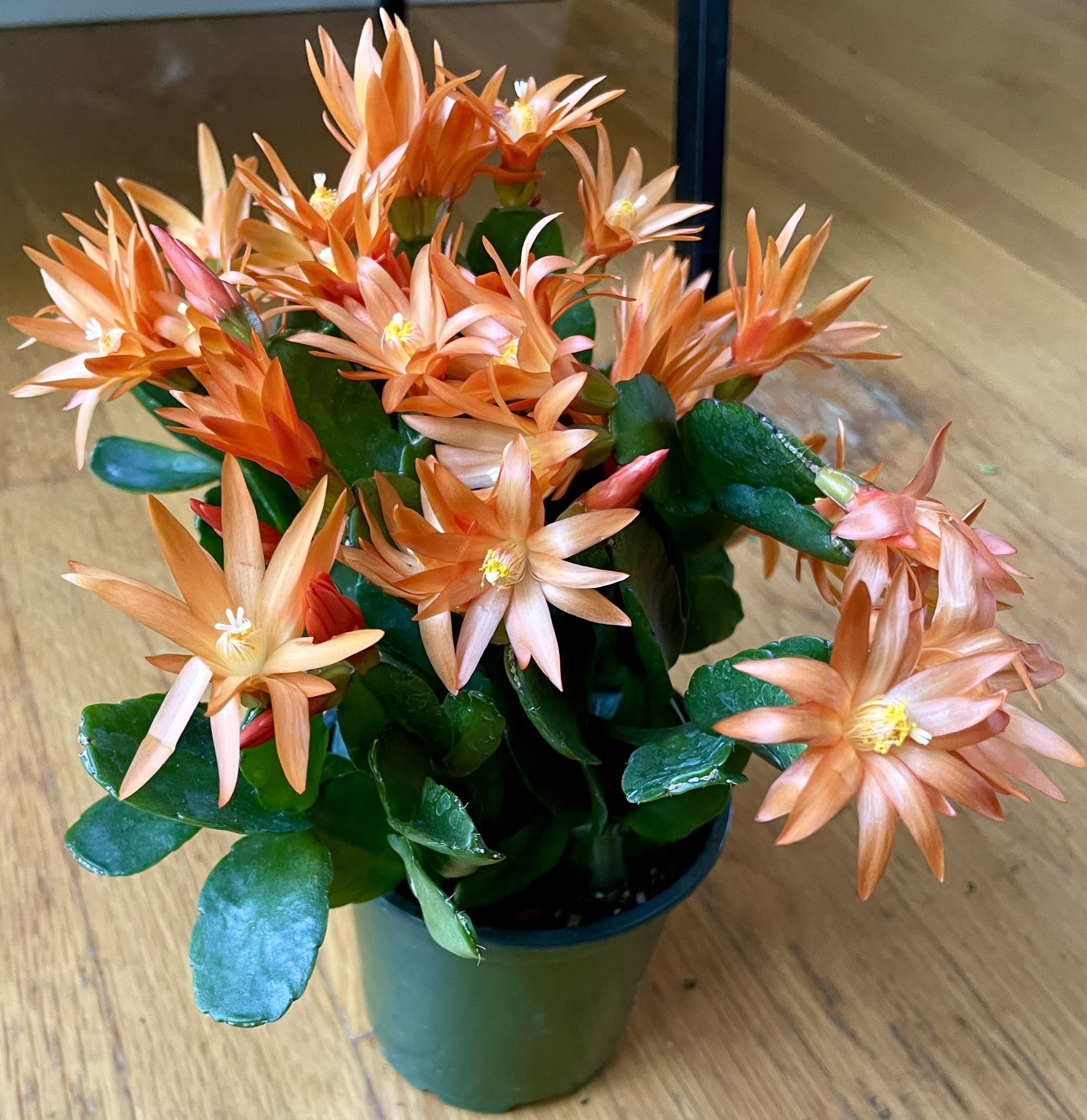 Live Blooming Orange Spring Cactus / Free Delivery Available 