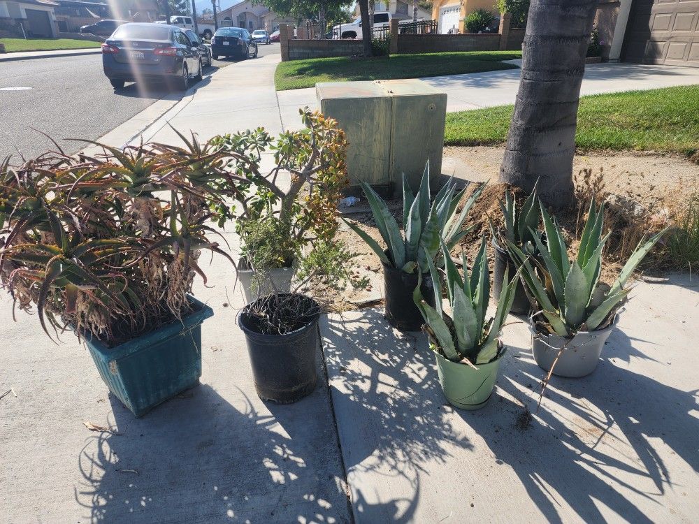 FREE PLANTS
