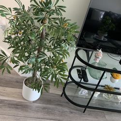 Olive Plant With White Pretty Pot. Olive Fruit With Bunches