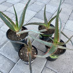 Swordfish Aloe