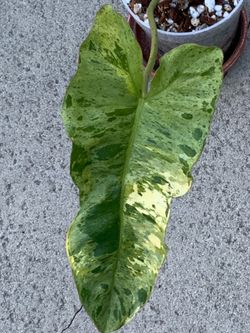 Philodendron Paraiso Aurea mid cut with active growth