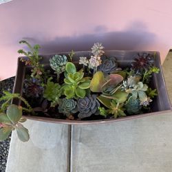 Succulent arrangement
