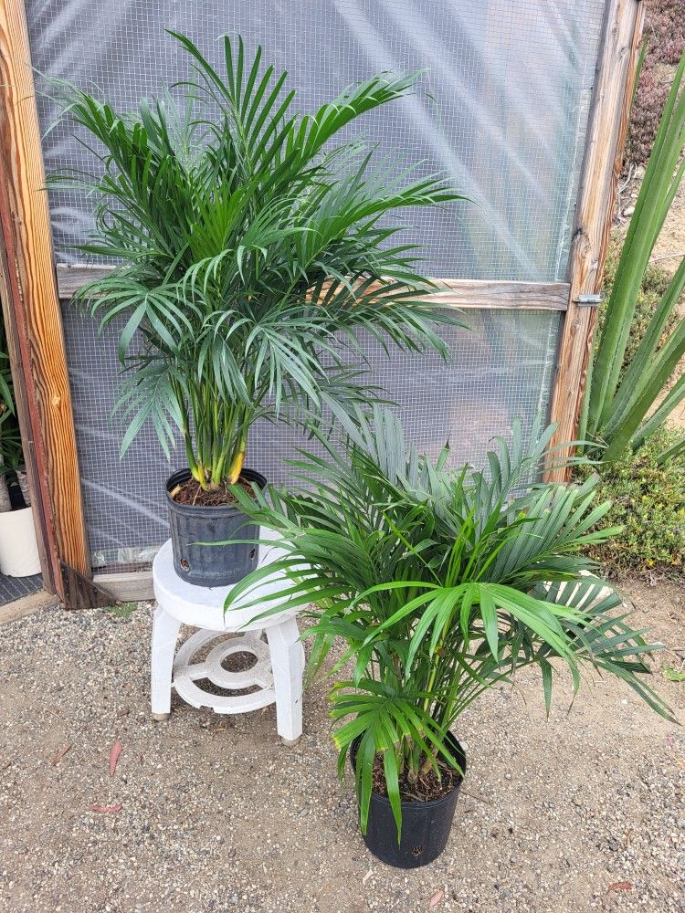 Cat Palm Plant 10" Pot$ +^