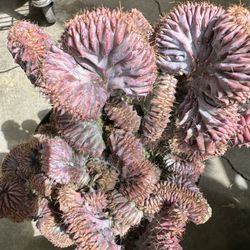 Big 10” Pot Myrtillocactus geometrizans cristata Rainbow Color Rare Succulent Cactus 