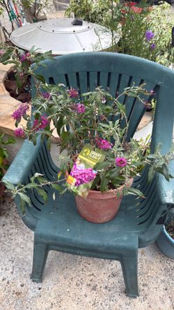 Butterfly bush buzz