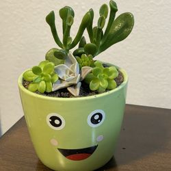 Succulent Arrangement 
