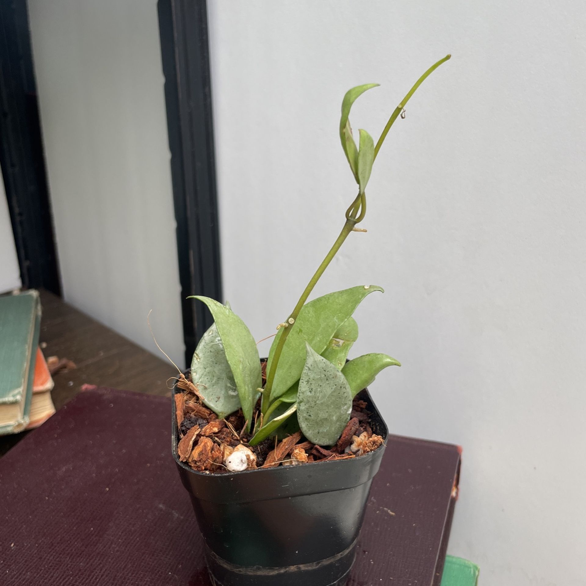 Hoya Lacunosa “Silver Mint Coin”