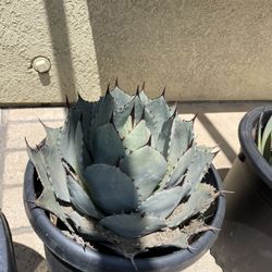 Succulent Plant