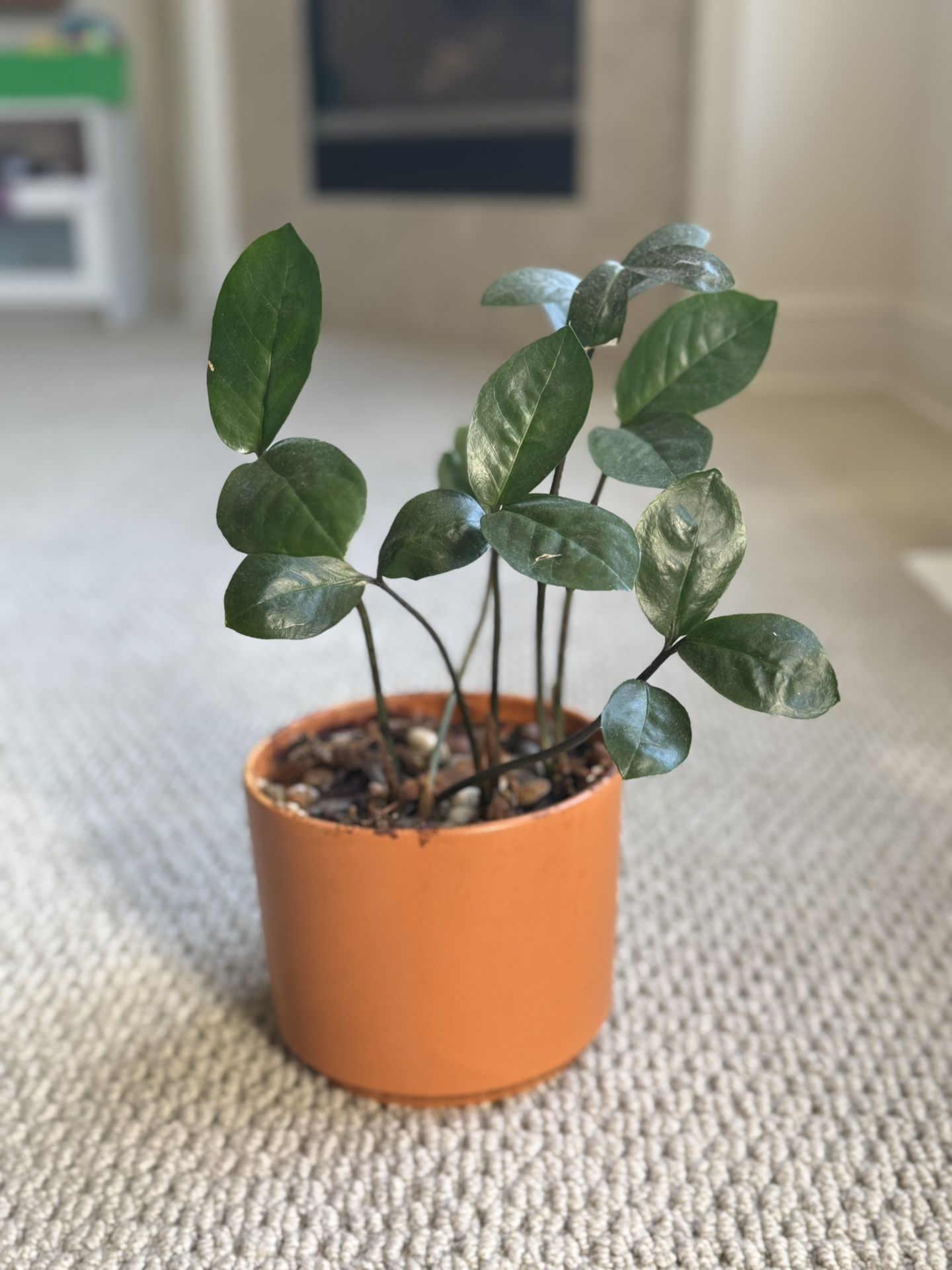 Zz Plant With Pot