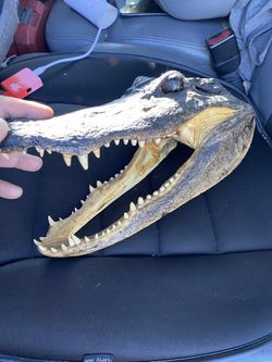 Gator
