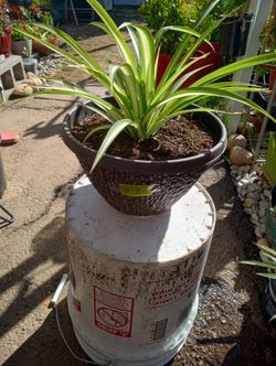 Spider plant