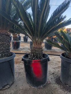 Sago Palms