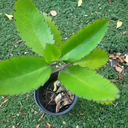 $4 Kalanchoe  brasiliensis