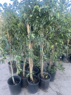 Ficus Trees 🌲 / Ask For Prices