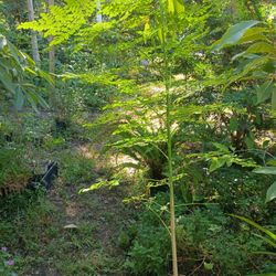 Moringa Plant $25 Each 4 Ft Tall