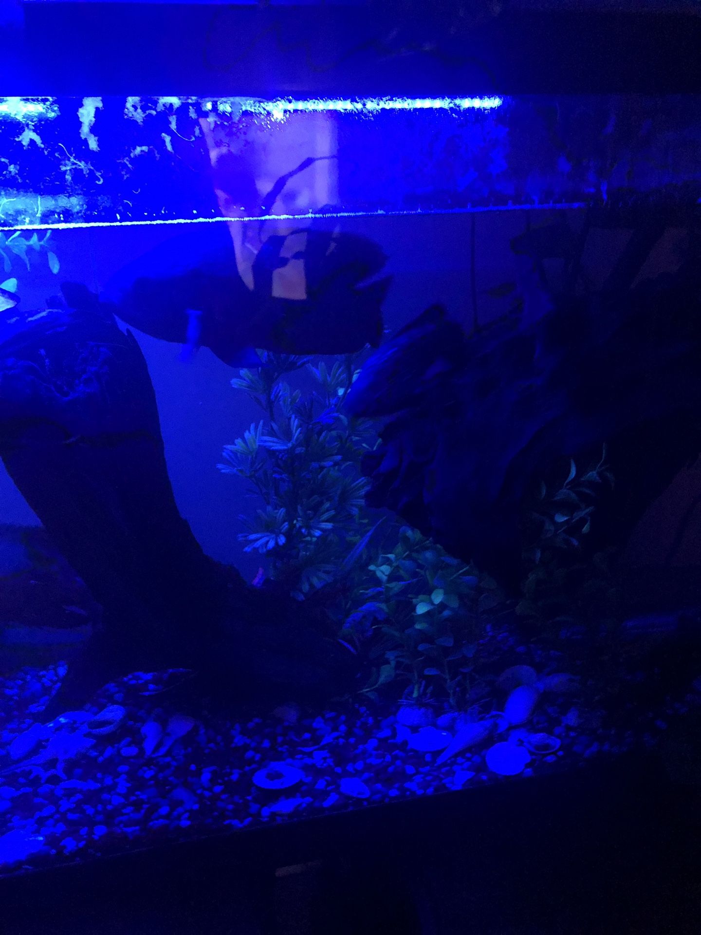 Oscars, jack dempsies, Pleco and 55 gal tank