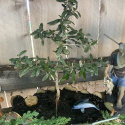 Bonsai Plants For Sale $40 Each