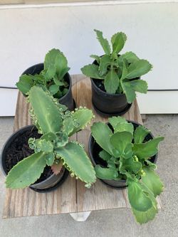 Mother of thousands- Kalanchoe plant