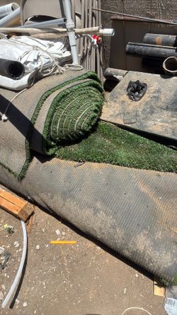 Turf grass