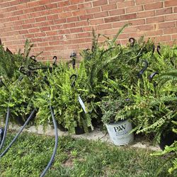 Mix Outdoor Flowers 