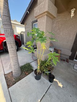 Papaya plant 5ft