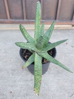 Dune Gasteria Succulent