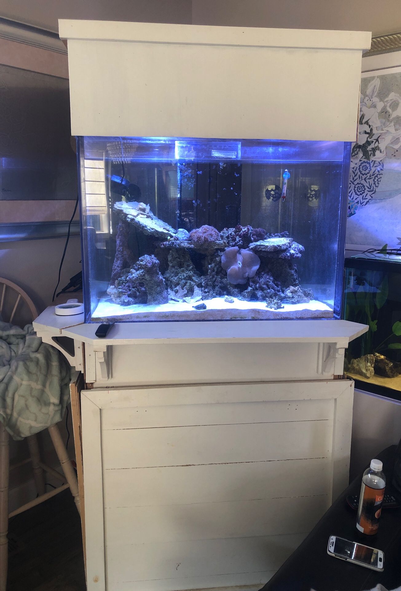 Saltwater fish tank