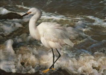 Carl Benders Painting  Island Shores Snowy Egret