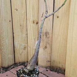 LIVE PLANT Grafted Pink Pseudobombax ellipticum - Shaving Brush Tree 2-3 ft tall for bonsai