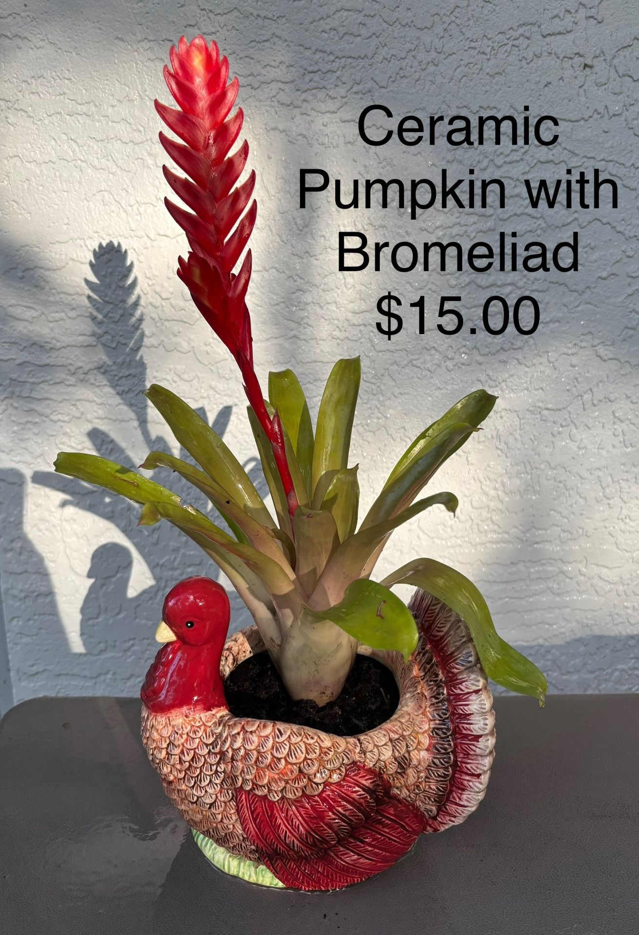 Turkey and Pumpkin Pots with Plants - Price on Pictures $7 - $15