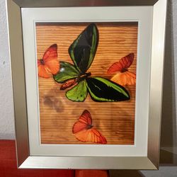 Beautiful Large 26x20 Framed Butterfly Wall Art – Large Silver Frame