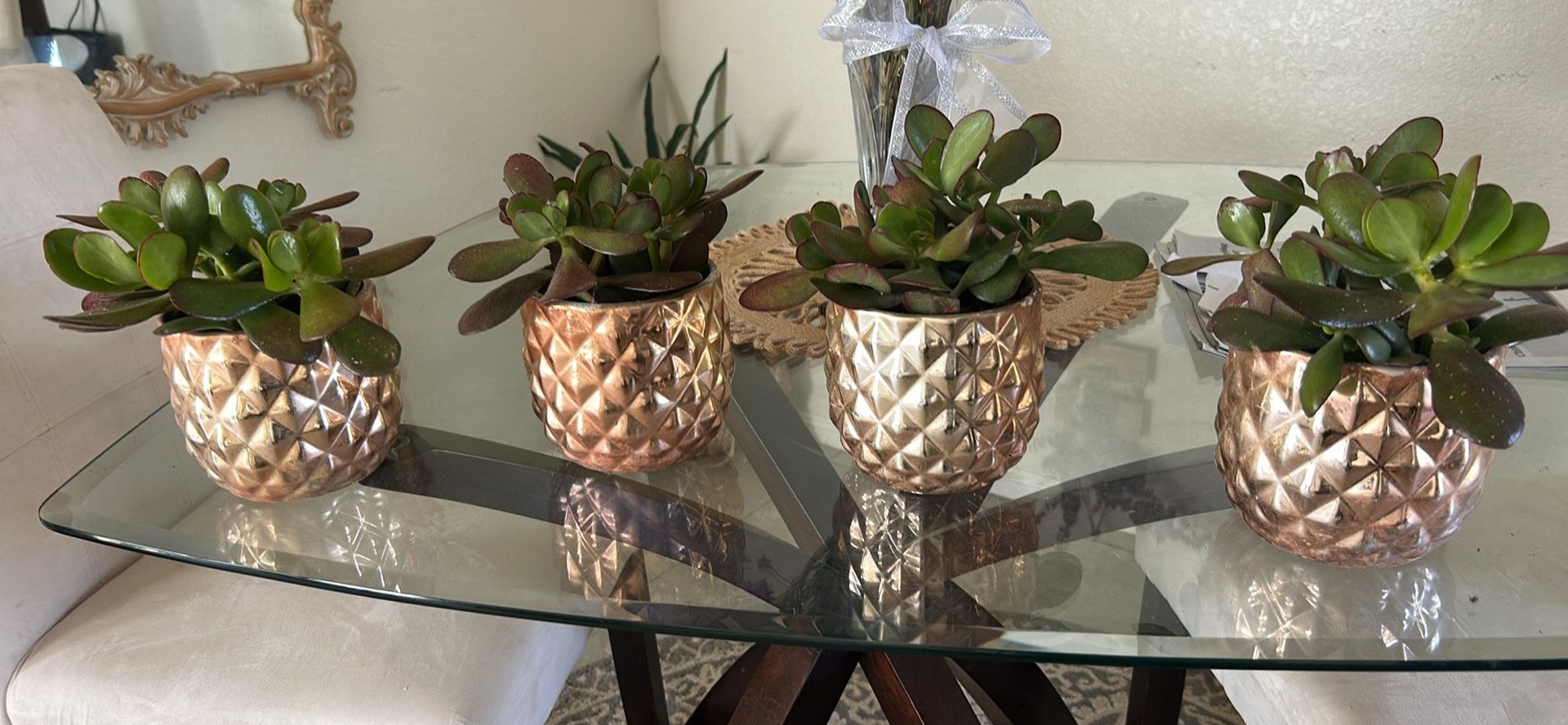 4 Succulents In Pots