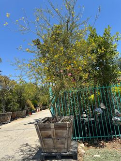 Arizona-Sonoran Desert Museum Palo Verde tree, thornless, drought tolerant shade tree 24” box 235 , 36” box $550