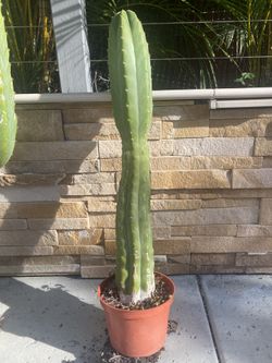 San Pedro Cactus