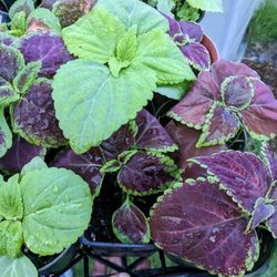 Coleus 