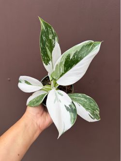4” philodendron white wizard