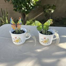 Mother Of A Thousands ✨💕 Live Plant 🌱 