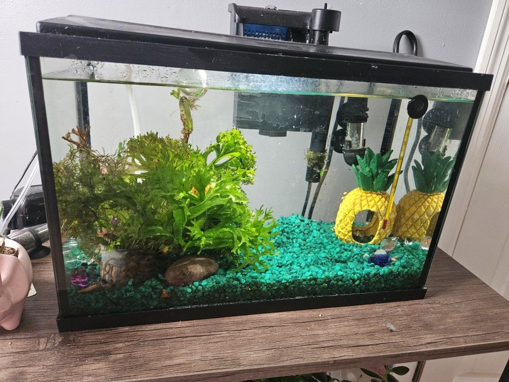 5 Gallon Fish Tank