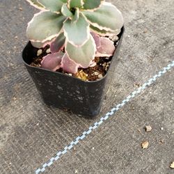 Succulents And Cacti 