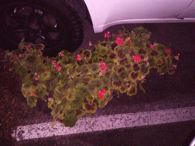 Potted Flowers