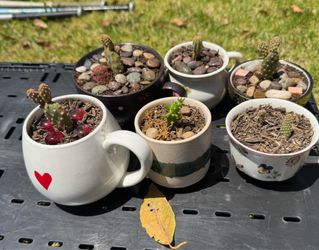 Bunny cactus - $5 each