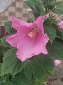 Perennial Pink Hibiscus