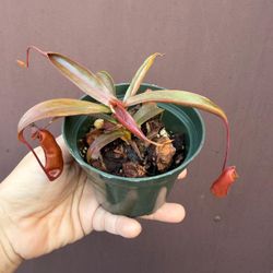 4” nepenthes rebecca  super 