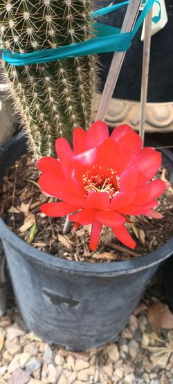 Cactus plant.