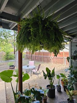 Sword Fern