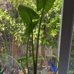 Lily Plant
