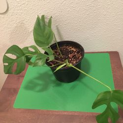 Mini Monstera Plant 