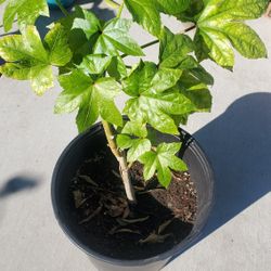 Bele  Edible Hibiscus Tonga Spinach Plant. In Hindi Its Bele Plant