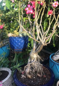 Dessert Rose Adenium Bonsai 10 years old! Flower plants home decor