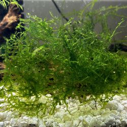 Christmas Moss - Fish tank decoration 
